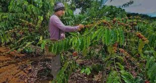 Ilustrasi petani memetik kopi. Foto: Dok Sumselheadline.