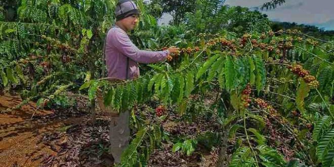 Ilustrasi petani memetik kopi. Foto: Dok Sumselheadline.