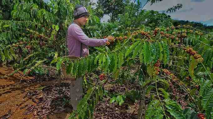Ilustrasi petani memetik kopi. Foto: Dok Sumselheadline.