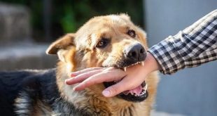 Ilsutrasi digigit anjing rabies. Foto: IST