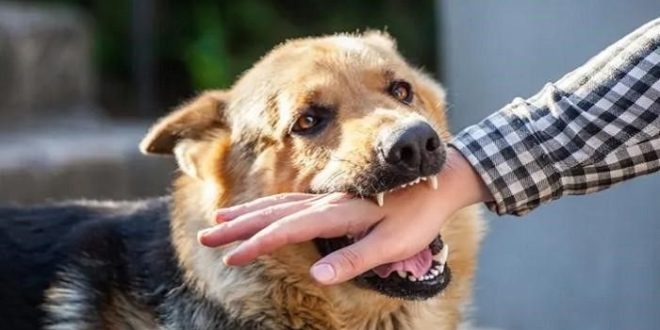 Ilsutrasi digigit anjing rabies. Foto: IST