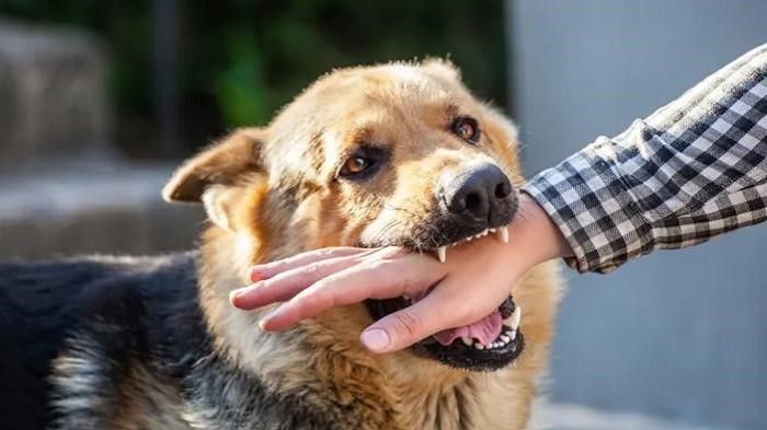 Ilsutrasi digigit anjing rabies. Foto: IST