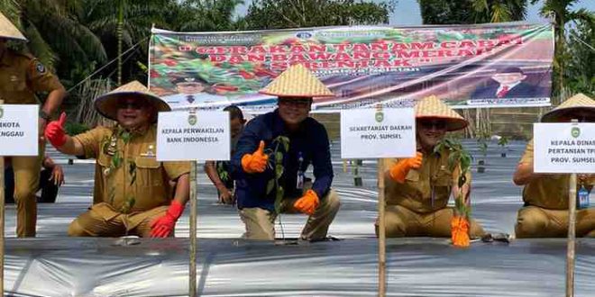 Kepala Perwakilan BI Sumsel saat ikut gerakan menanam cabai di Sumsel. Foto: Dok BI Perwakilan Sumsel.