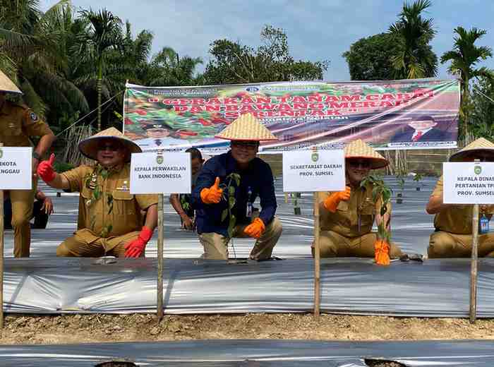 Kepala Perwakilan BI Sumsel saat ikut gerakan menanam cabai di Sumsel. Foto: Dok BI Perwakilan Sumsel.