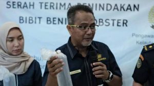 Tim Bea Cukai Sumsel menunjukkan benih lobster mutiara yang akan diselundupkan, Kamis (19/9/2024). Foto: Sumselheadlline/Ela.
