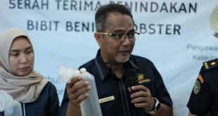 Tim Bea Cukai Sumsel menunjukkan benih lobster mutiara yang akan diselundupkan, Kamis (19/9/2024). Foto: Sumselheadlline/Ela.