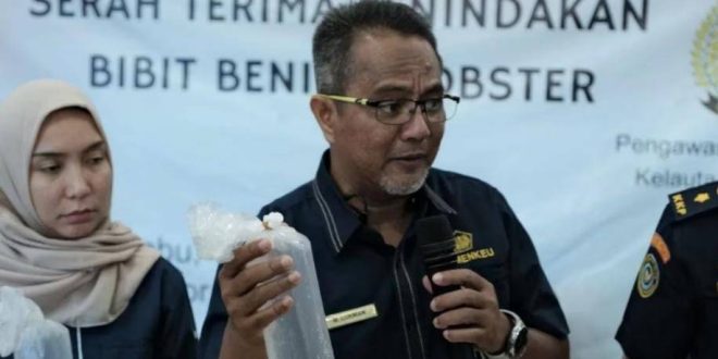 Tim Bea Cukai Sumsel menunjukkan benih lobster mutiara yang akan diselundupkan, Kamis (19/9/2024). Foto: Sumselheadlline/Ela.