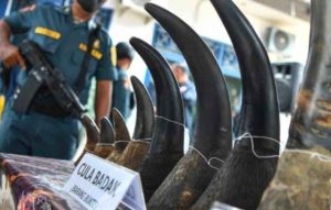 Cula badak dan gading gajah yang menjadi barang bukti. Foto: Dok Kejaksaan.