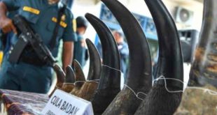 Cula badak dan gading gajah yang menjadi barang bukti. Foto: Dok Kejaksaan.
