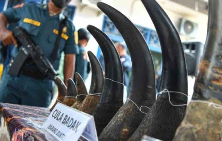 Cula badak dan gading gajah yang menjadi barang bukti. Foto: Dok Kejaksaan.