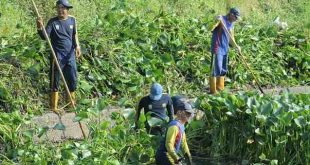 Petugas yang membersihkan anak sungai dari eceng gondok. Foto: Sumselheadline/Pitria.