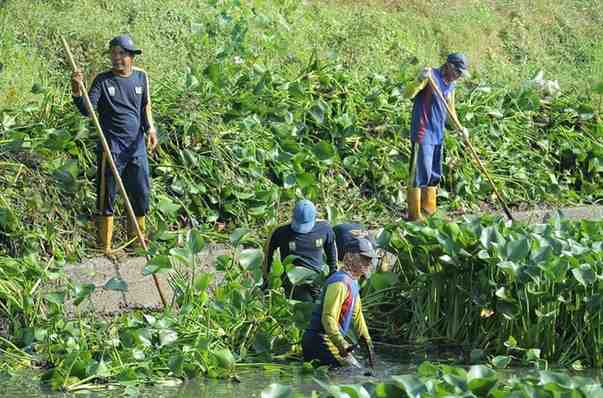 Petugas yang membersihkan anak sungai dari eceng gondok. Foto: Sumselheadline/Pitria.