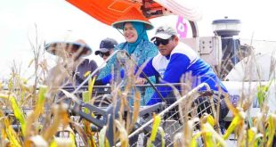 Pj Bupati Muba, Sandi Fahlepi saat ikut panen raya jagung di Kecamatan Lalan, Jumat (15/11/2024). Foto: Kominfo Muba.