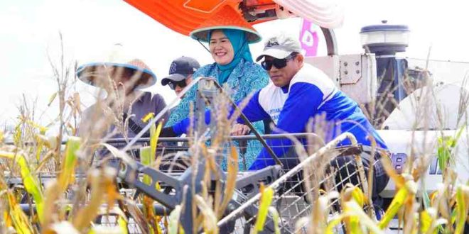 Pj Bupati Muba, Sandi Fahlepi saat ikut panen raya jagung di Kecamatan Lalan, Jumat (15/11/2024). Foto: Kominfo Muba.