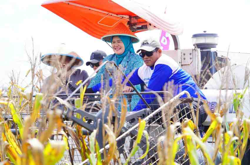 Pj Bupati Muba, Sandi Fahlepi saat ikut panen raya jagung di Kecamatan Lalan, Jumat (15/11/2024). Foto: Kominfo Muba.
