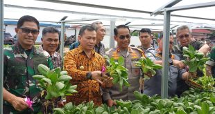 Pangdam II Sriwijaya Naudi Nurdika didampingi PJ Gubernur Sumsel Elen Setiadi, Kapolda Sumsel Andi Rian dan PJ Walikota Palembang Ucok Abdulrauf Damenta panen sayur di lahan yang disiapkan untuk menu makanan bergizi gratis, Jmat (22/11/2024). Foto: Sumselheadline/Pitria.