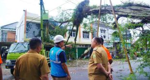 Pj Bupati Muba, Santi Pahlepi saat meninjau pohon tumbanag di Kota Sekayu, Selasa (24/12/2024). Foto: Kominfo Muba.