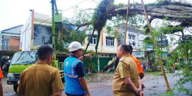 Pj Bupati Muba, Santi Pahlepi saat meninjau pohon tumbanag di Kota Sekayu, Selasa (24/12/2024). Foto: Kominfo Muba.