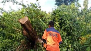 Petugas BPBD Muba sedang memotong pohon yang tumbang menutupi jalan lintas Sekayu-Bandar Jaya, Sabtu (16/3/2025). Foto: Kominfo Muba.
