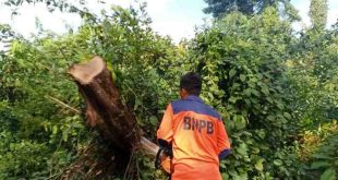 Petugas BPBD Muba sedang memotong pohon yang tumbang menutupi jalan lintas Sekayu-Bandar Jaya, Sabtu (16/3/2025). Foto: Kominfo Muba.