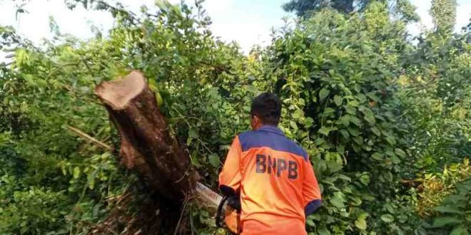 Petugas BPBD Muba sedang memotong pohon yang tumbang menutupi jalan lintas Sekayu-Bandar Jaya, Sabtu (16/3/2025). Foto: Kominfo Muba.