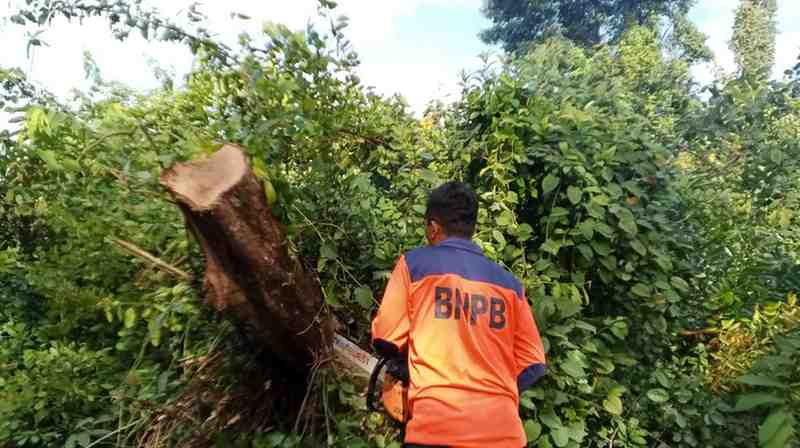 Petugas BPBD Muba sedang memotong pohon yang tumbang menutupi jalan lintas Sekayu-Bandar Jaya, Sabtu (16/3/2025). Foto: Kominfo Muba.