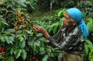 Ilustrasi petani Kopi Pagaralam. Foto: IST