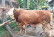 Sapi kurban presiden Prabowo. Foto: sumselheadline/pitria.