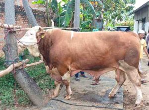 Sapi kurban presiden Prabowo. Foto: sumselheadline/pitria.