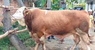 Sapi kurban presiden Prabowo. Foto: sumselheadline/pitria.