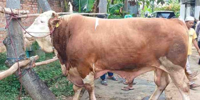 Sapi kurban presiden Prabowo. Foto: sumselheadline/pitria.