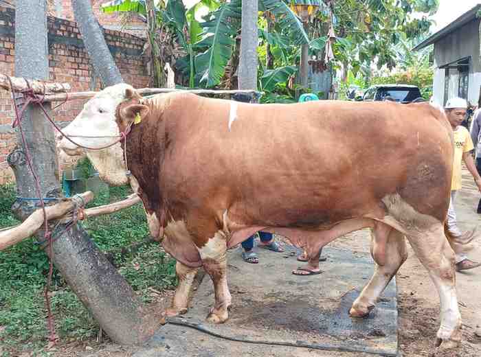 Sapi kurban presiden Prabowo. Foto: sumselheadline/pitria.
