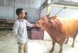 Ilustrasi sapi kurban. Foto: IST