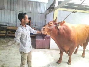 Ilustrasi sapi kurban. Foto: IST