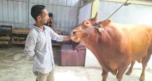 Ilustrasi sapi kurban. Foto: IST