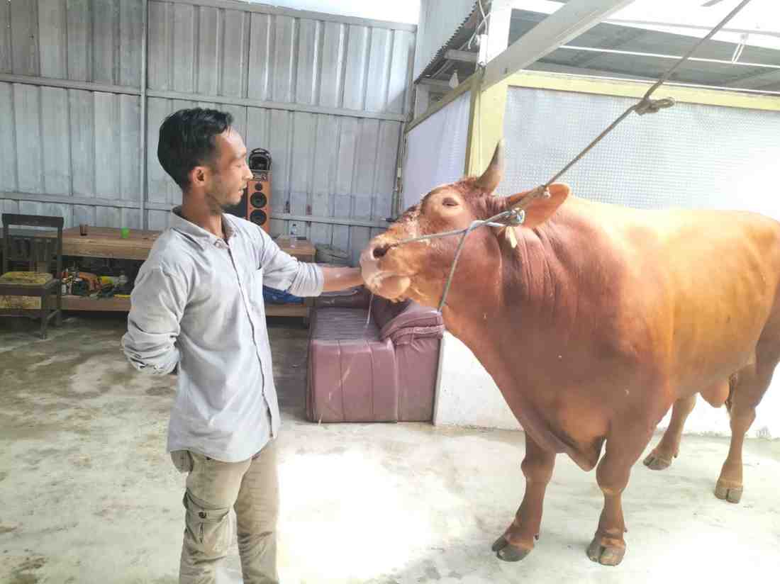 Ilustrasi sapi kurban. Foto: IST
