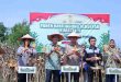 Walikota Palembang, Ratu Dewa ikut panen raya jagung, dalam rangka program ketahanan pangan nasional, Kamis (5/6/2025). Foto: Kominfo Muba.