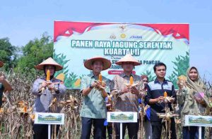 Walikota Palembang, Ratu Dewa ikut panen raya jagung, dalam rangka program ketahanan pangan nasional, Kamis (5/6/2025). Foto: Kominfo Muba.
