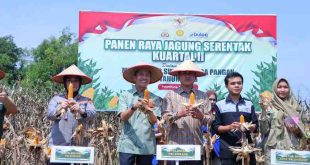 Walikota Palembang, Ratu Dewa ikut panen raya jagung, dalam rangka program ketahanan pangan nasional, Kamis (5/6/2025). Foto: Kominfo Muba.