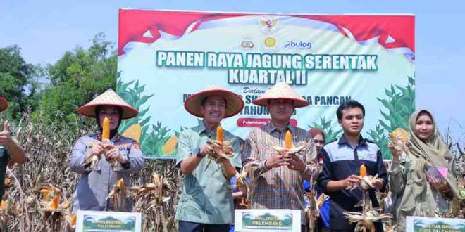 Walikota Palembang, Ratu Dewa ikut panen raya jagung, dalam rangka program ketahanan pangan nasional, Kamis (5/6/2025). Foto: Kominfo Muba.