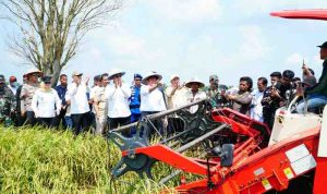 Gubernur Sumsel Dr H Herman Deru memimpin panen raya Padi IP 200 di Desa Majuria, Kecamatan Karang Agung Ilir, Kabupaten Banyuasin, Jumat (25/7/2025). Foto: Humas Pemprov Sumsel.