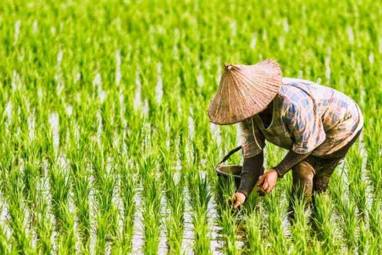 Ilustrasi lahan pertanian di Sumsel, yang kini banyak dialihfungsikan. Foto: IST