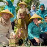 TP PKK Sumsel bersama TP PKK Kota Palembang menggelar panen sayuran bersama kelompok wanita tani dan Dasawisma di Kelurahan di Jalan Sugiwaras.Lrg. Nangka RT 06 RW 02 Jumat, (19/09/2025). Foto: Kominfo Palembang.