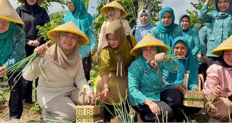 TP PKK Sumsel bersama TP PKK Kota Palembang menggelar panen sayuran bersama kelompok wanita tani dan Dasawisma di Kelurahan di Jalan Sugiwaras.Lrg. Nangka RT 06 RW 02 Jumat, (19/09/2025). Foto: Kominfo Palembang.