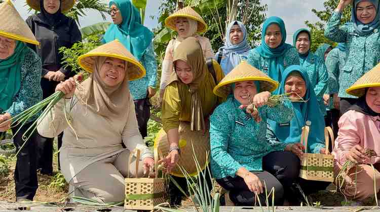 TP PKK Sumsel bersama TP PKK Kota Palembang menggelar panen sayuran bersama kelompok wanita tani dan Dasawisma di Kelurahan di Jalan Sugiwaras.Lrg. Nangka RT 06 RW 02 Jumat, (19/09/2025). Foto: Kominfo Palembang.