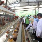 Gubernur Sumsel, Herman Deru saat meninjau peternakan ayam petelur di Talangkelapa,Banyuasin, Kamis (11/9/2025). Foto: Humas Pemprov Sumsel.