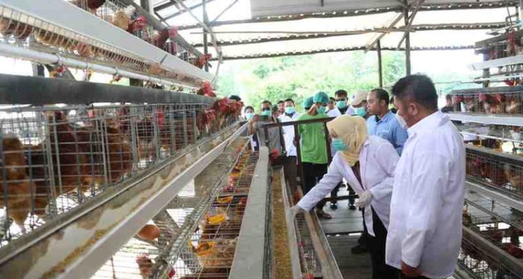 Gubernur Sumsel, Herman Deru saat meninjau peternakan ayam petelur di Talangkelapa,Banyuasin, Kamis (11/9/2025). Foto: Humas Pemprov Sumsel.