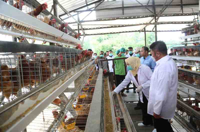 Gubernur Sumsel, Herman Deru saat meninjau peternakan ayam petelur di Talangkelapa,Banyuasin, Kamis (11/9/2025). Foto: Humas Pemprov Sumsel.