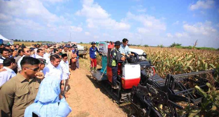 Gubernur Sumsel, Hermen Deru mendampingi Wapres Gibran panen raya jagung di Desa Mulia Sari, Kecamatan Tanjung Lago, Banyuasin, Kamis (25/9/2025). Foto: Humas Pemprov Sumsel.