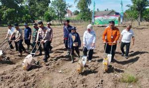 Kegiatan Tanam Jagung Serentak Kuartal IV dipusatkan di Jl Bupati Oesman Bakar, Kelurahan Kayuara, Kecamatan Sekayu, Rabu (08/10/2025). Foto: Kominfo Muba.